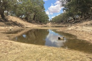 River Darling under en av de allt längre torrperioderna. Foto: SPA