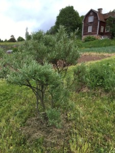 Havtornsbusken och huset. Foto: AnnVixen